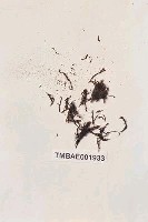 藏品(虎尾苔科)的圖片